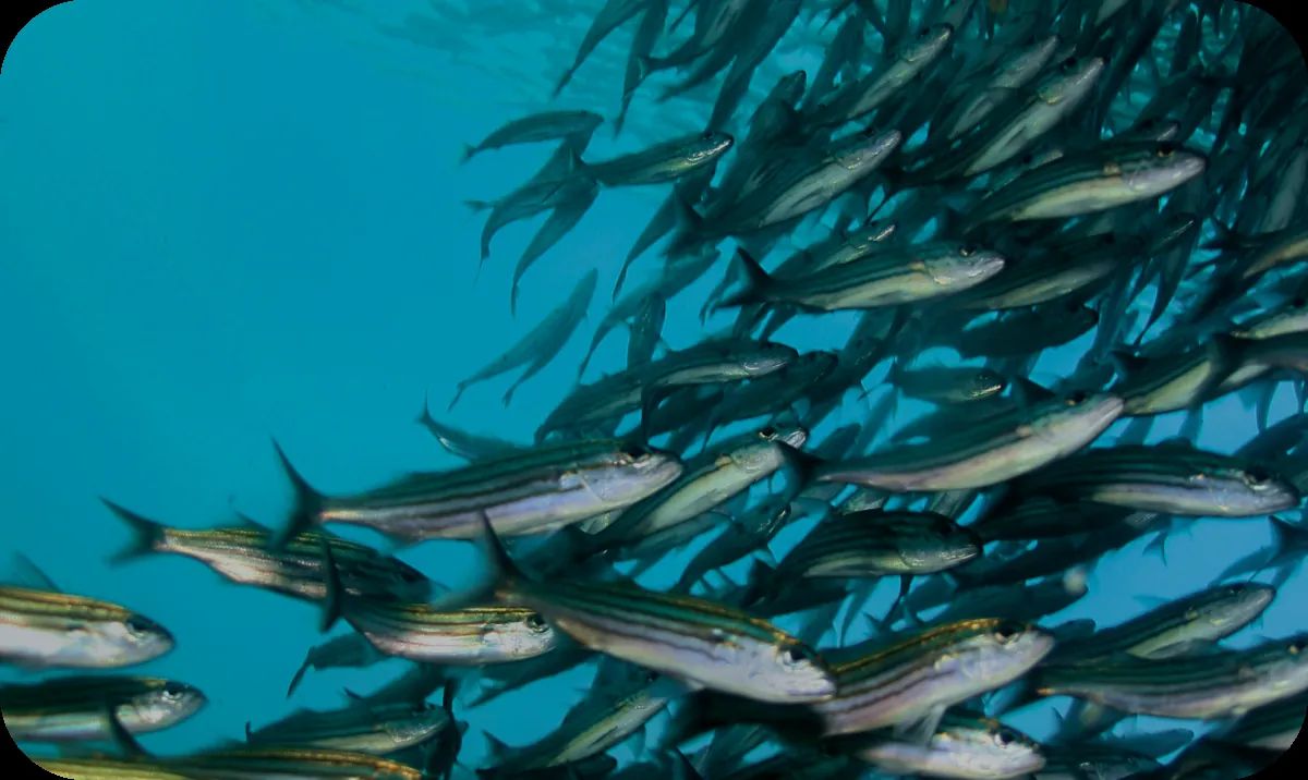 A shoal of fish moving together