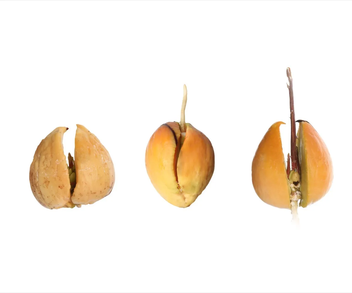 A seed opening and putting out roots and first leaves, stage by stage