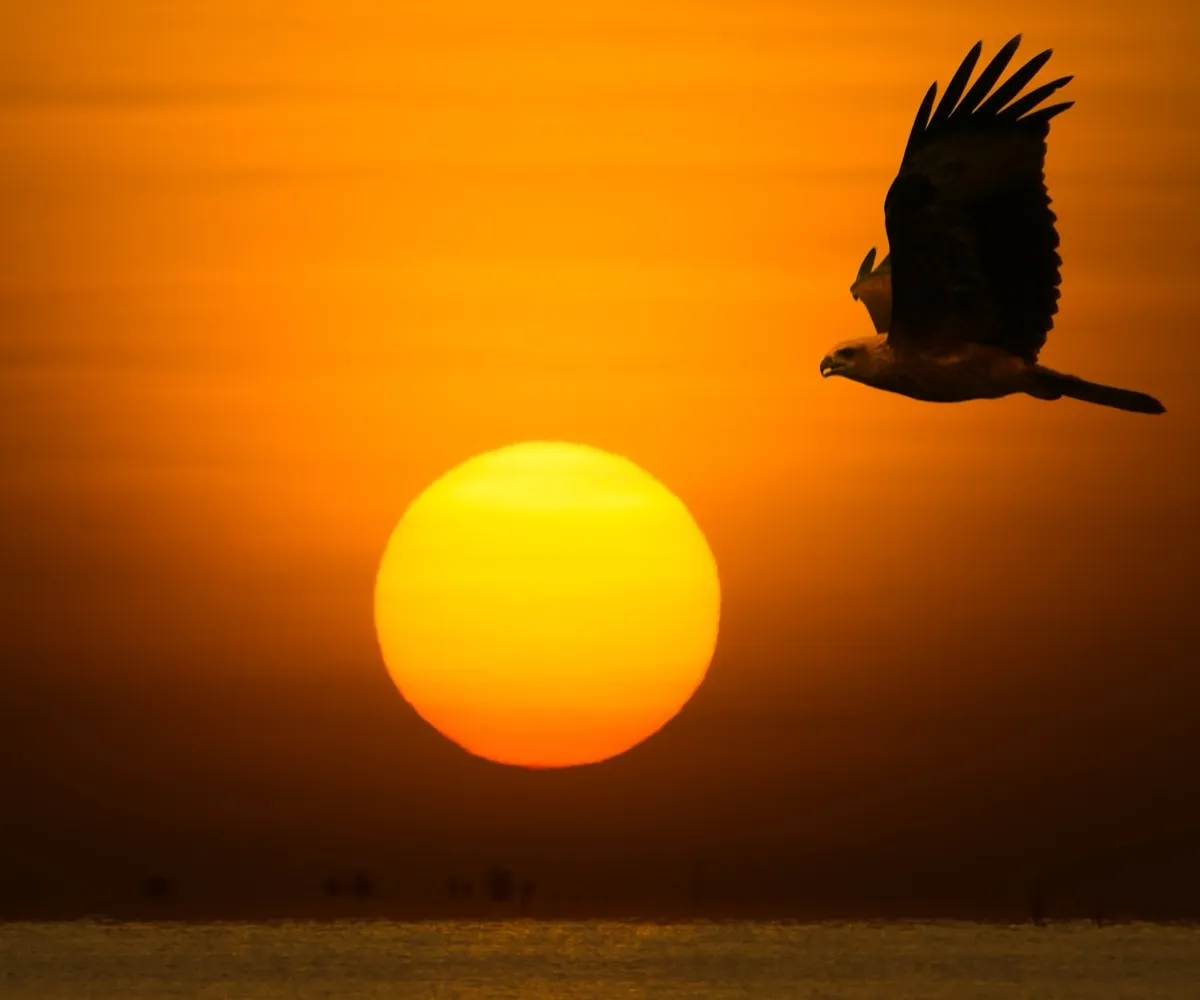 A bird of prey in flight against a sunrise over open water