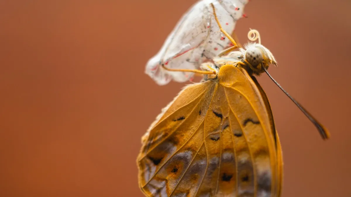A butterfly emerging from its chrysalis